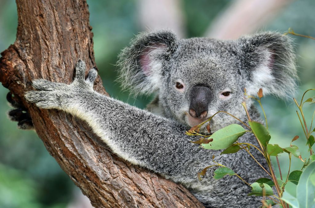 Does Canada Post deliver to Australia?