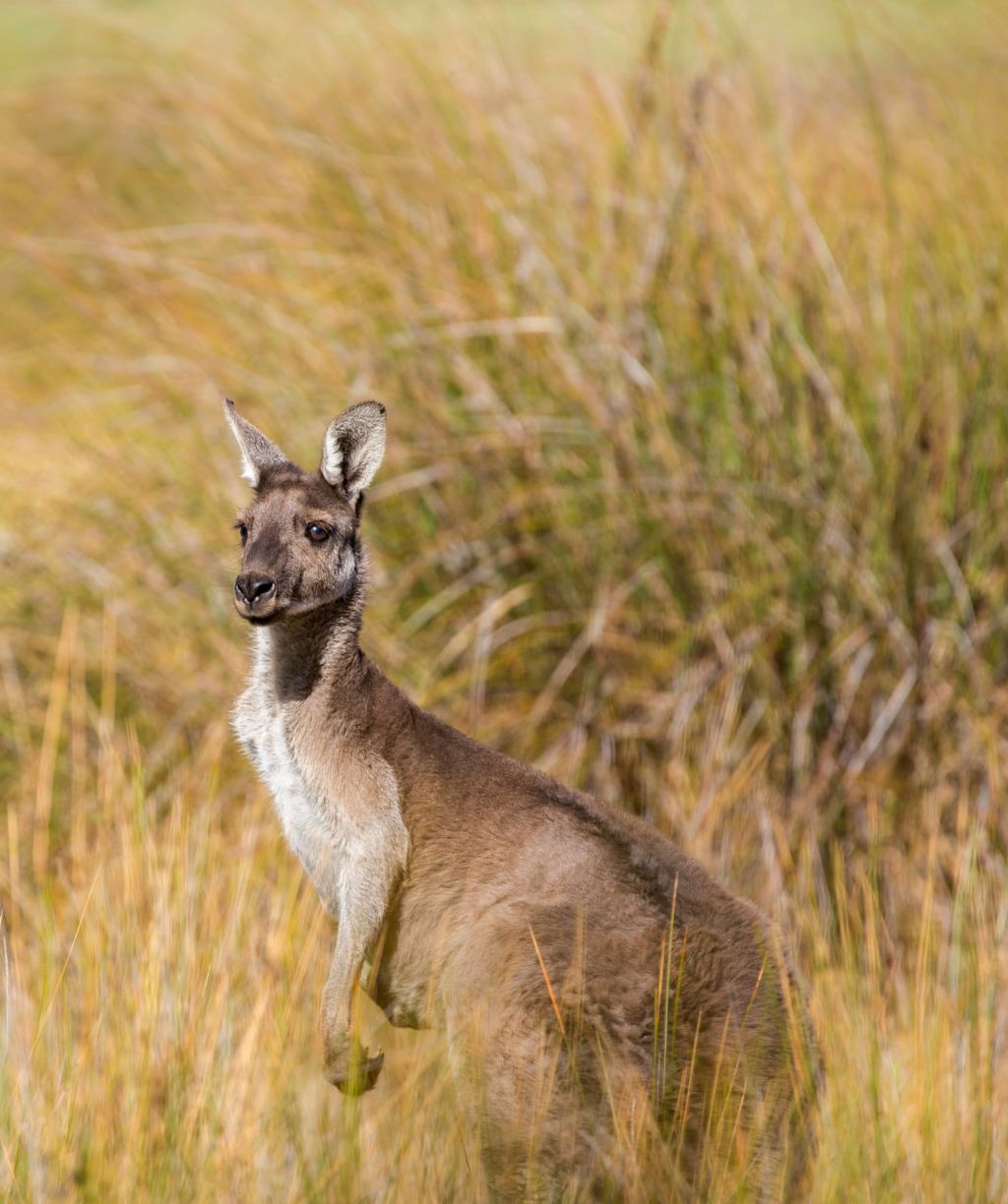 How much does it cost to ship from Canada to Australia?