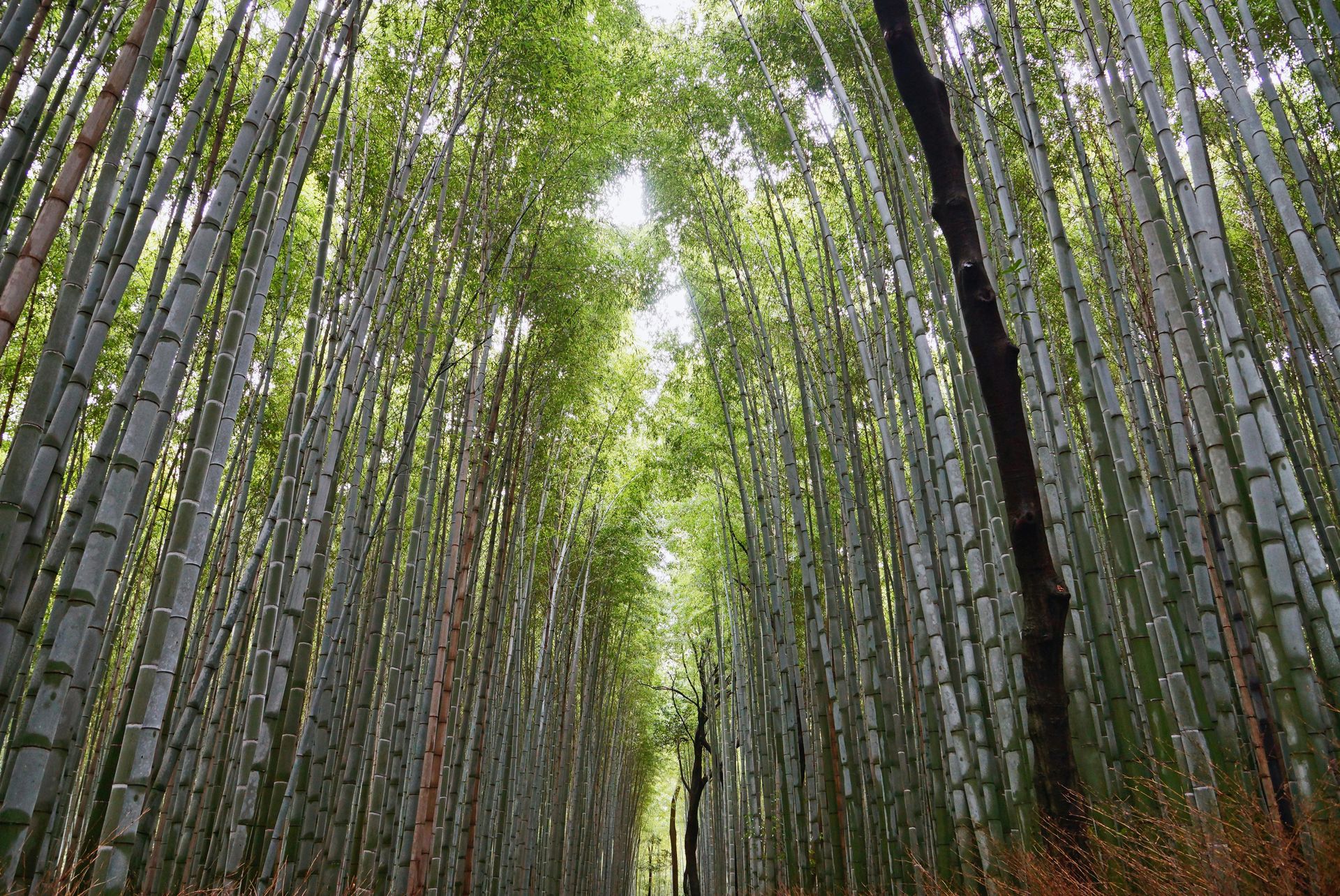 How much does it cost to send a package to Japan? How much does it cost to send a package to Japan?