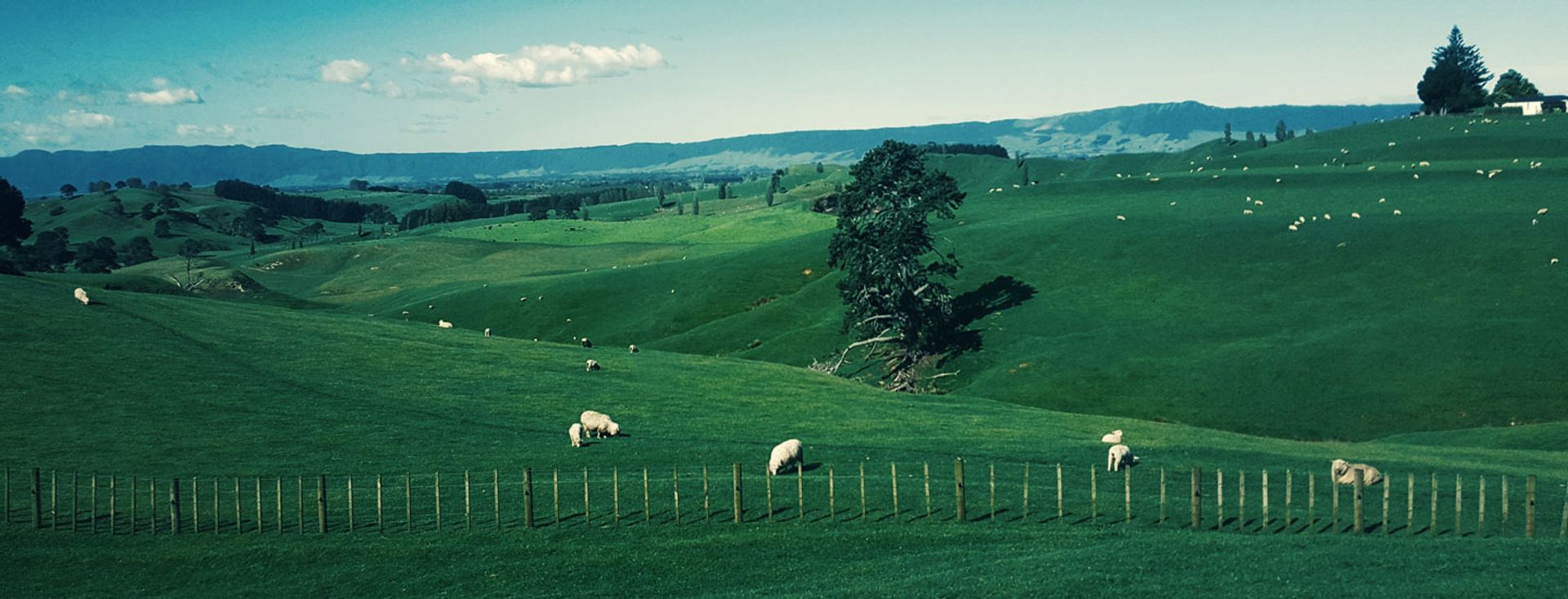 New Zealand