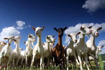 goats med